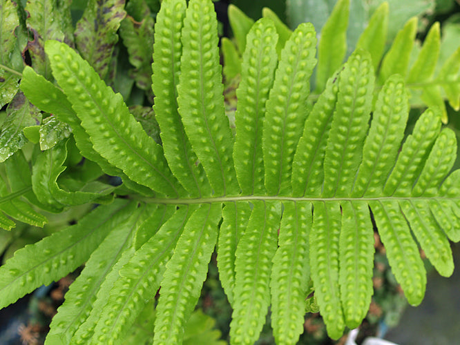 POLYPODIUM AZORICUM