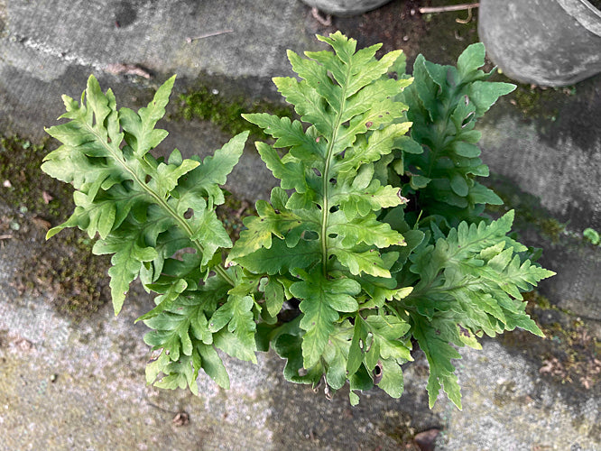 POLYPODIUM CAMBRICUM 'WAVY LINES'