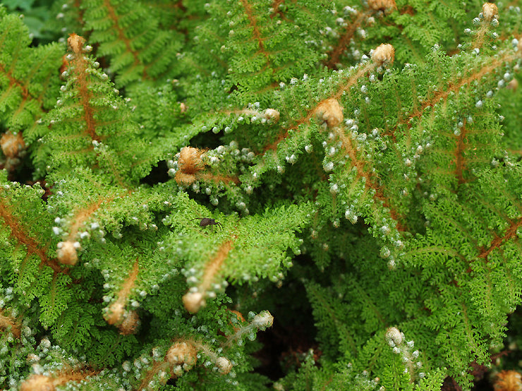 POLYSTICHUM SETIFERUM 'PLUMOSUM DENSUM'