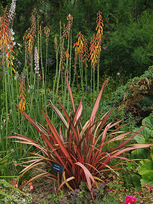 PHORMIUM 'PINK PANTHER'