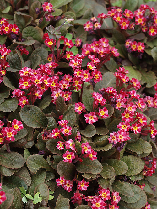 PRIMULA 'DARK ROSALEEN'