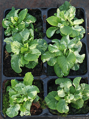 PRIMULA variegated gold laced