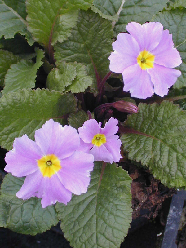 PRIMULA 'IRIS MAINWARING'