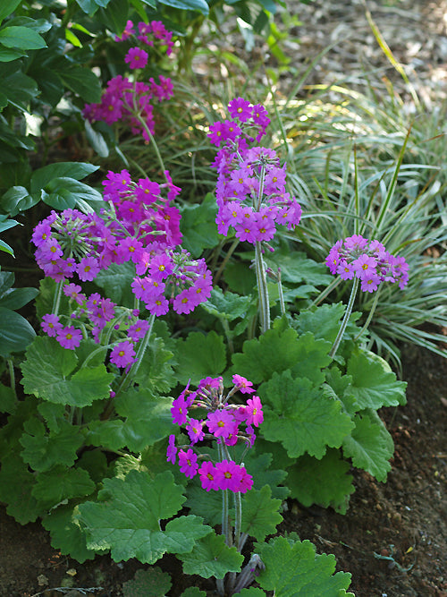 PRIMULA POLYNEURA