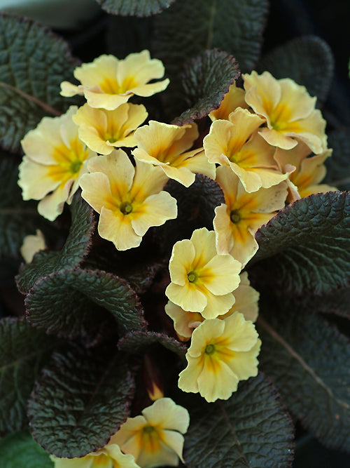 PRIMULA VULGARIS 'CLADDAGH'