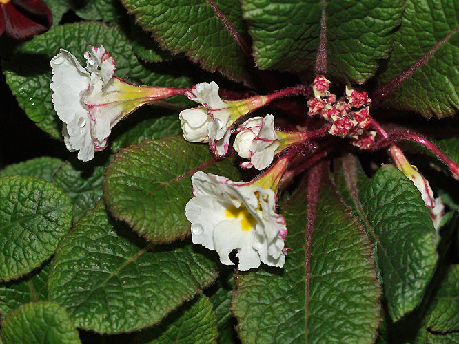 PRIMULA VULGARIS 'CARRIGDALE'