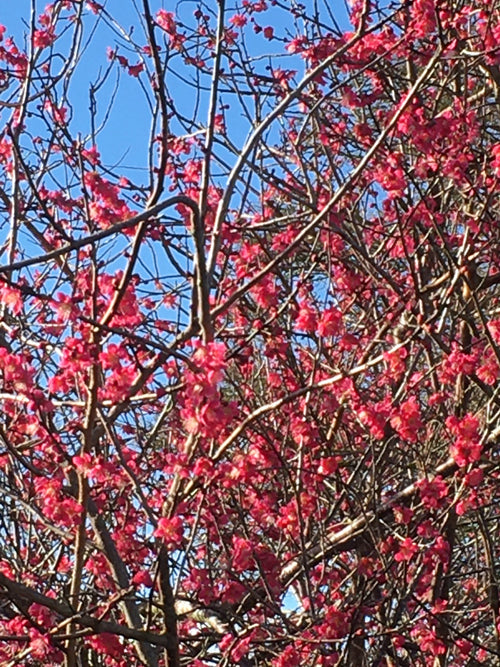 PRUNUS MUME 'BENI-CHIDORI'