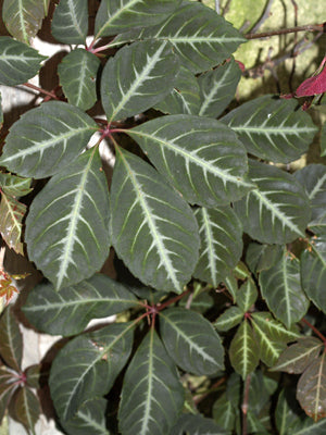 PARTHENOCISSUS HENRYANA