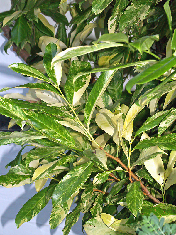 PRUNUS LAUROCERASUS 'TAFF'S GOLDEN GLEAM'