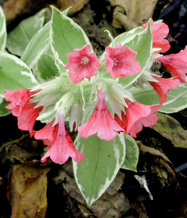 PULMONARIA RUBRA 'DAVID WARD'