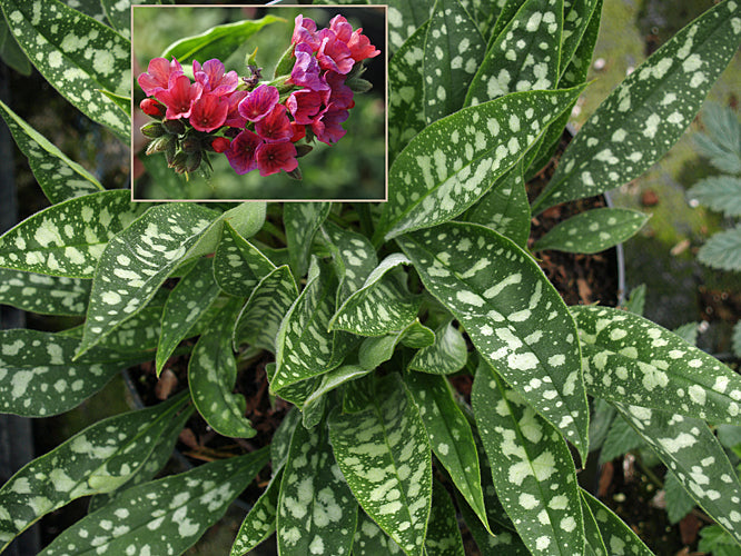 PULMONARIA 'RASPBERRY SPLASH'