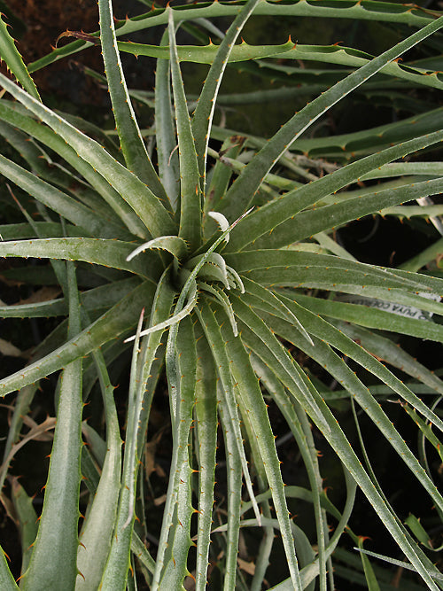 プヤ　セルーレア　３ヘッド Puya coerulea var. coerulea プヤ セルーレア マルチヘッド 3ヘッド