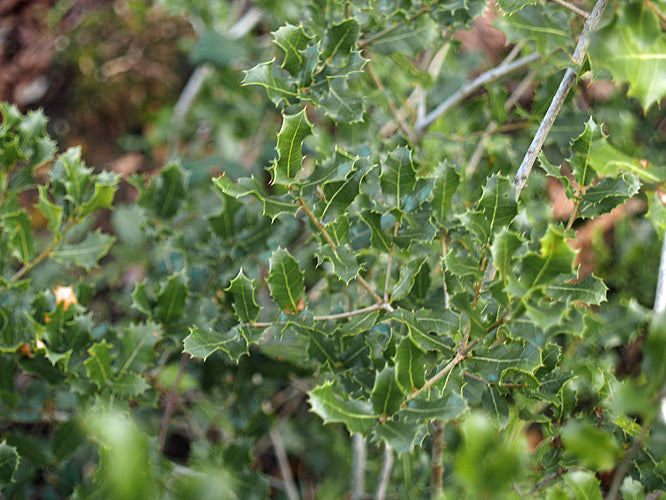 QUERCUS COCCIFERA