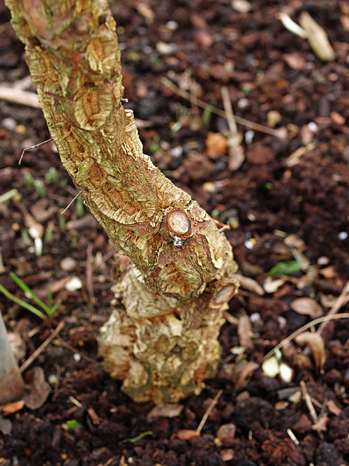 QUERCUS SUBER