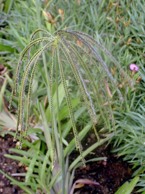 EUSTACHYS DISTICHOPHYLLA RCB RA-Q-1