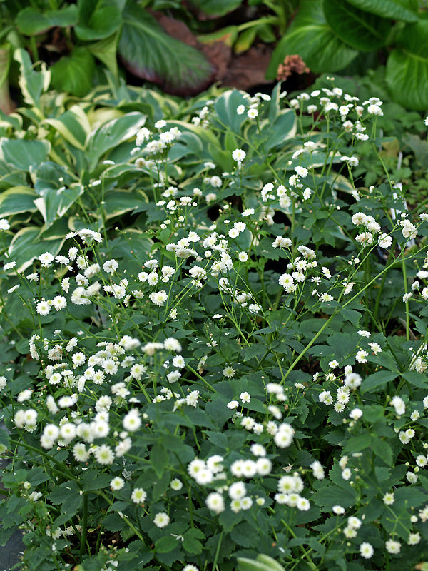 RANUNCULUS ACONITIFOLIUS 'FLORE PLENO'