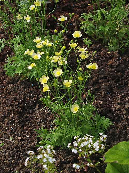 RANUNCULUS ACRIS 'CITRINUS'