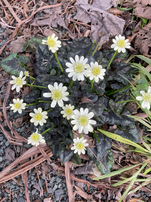 RANUNCULUS FICARIA 'HYDE HALL'