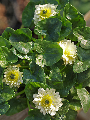 RANUNCULUS FICARIA 'KEN ASLET DOUBLE'