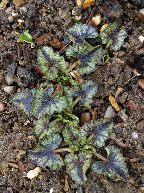 RANUNCULUS FICARIA 'TORTOISESHELL'