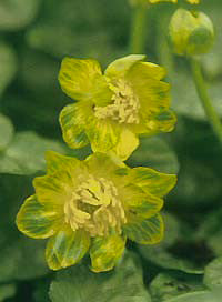 RANUNCULUS FICARIA 'YAFFLE'