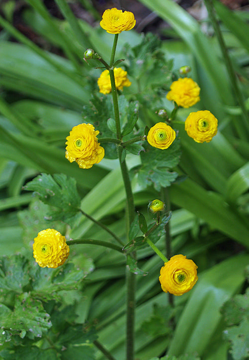 RANUNCULUS REPENS 'TIMOTHY CLARK'