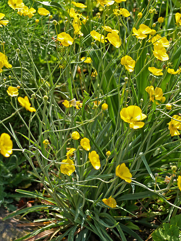 RANUNCULUS GRAMINEUS 'PARDAL'