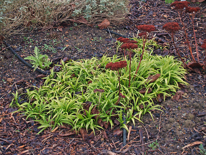 REINECKEA CARNEA