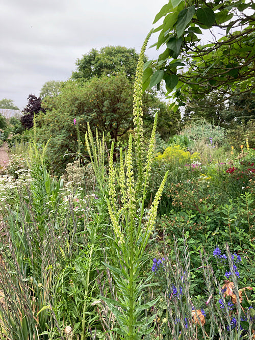 RESEDA LUTEOLA