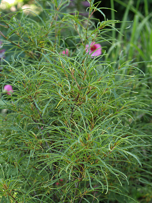 RHAMNUS FRANGULA 'ASPLENIFOLIA'