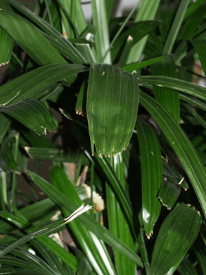 RHAPIS EXCELSA