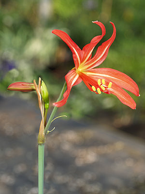 RHODOPHIALA FULGENS F&W 10299