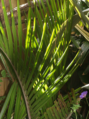 RHOPALOSTYLIS SAPIDA