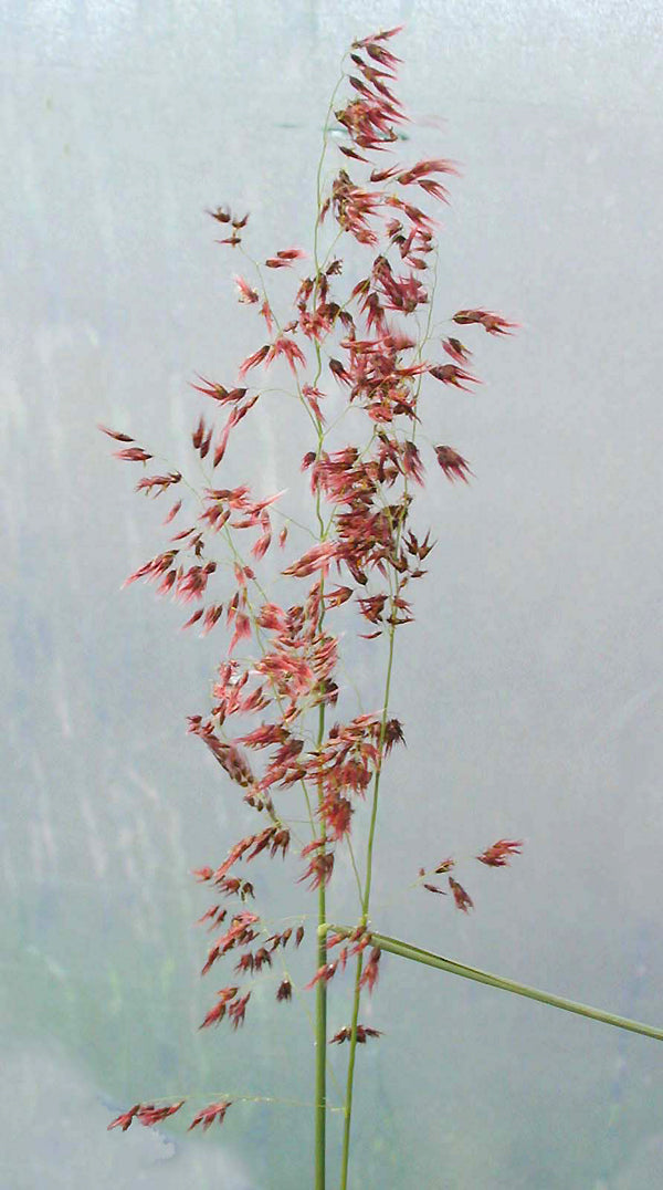 RHYNCHELETRUM REPENS RCB RA-K2-1