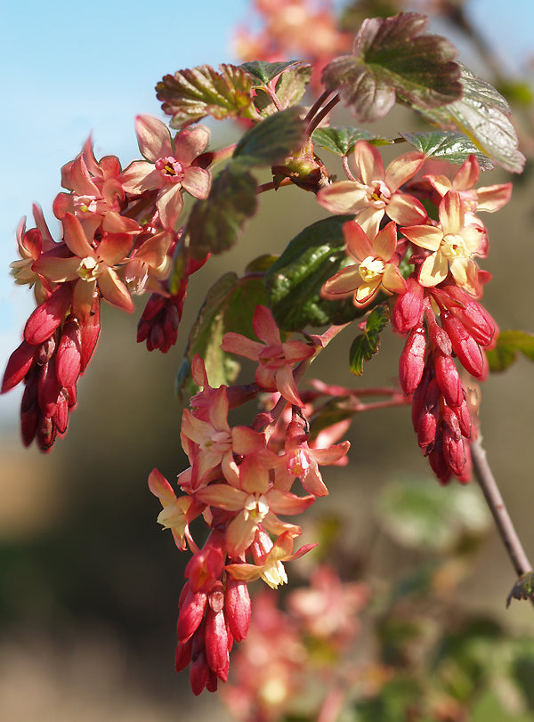 RIBES x GORDONIANUM