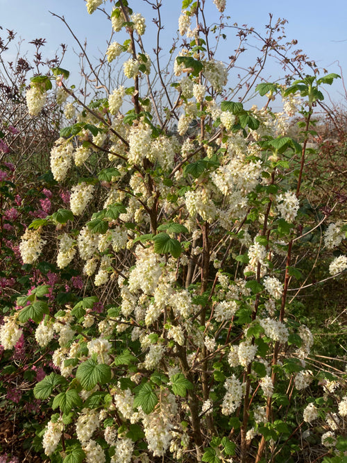 RIBES SANGUINEUM 2022/2 white