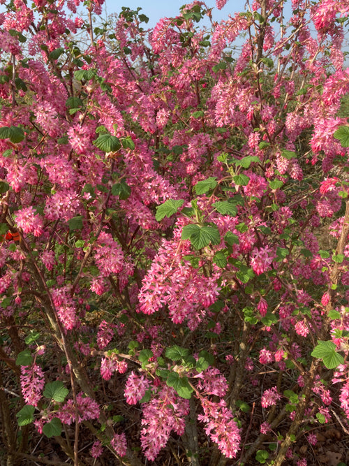 RIBES SANGUINEUM 22/row15/(22/1) Barbie Pink