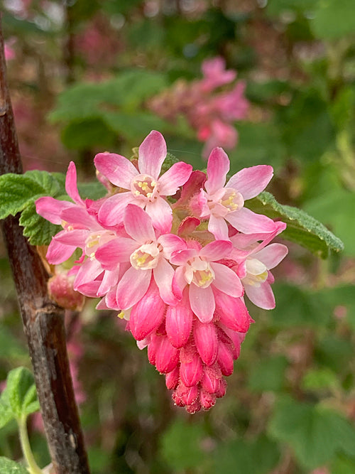 RIBES SANGUINEUM late flowering