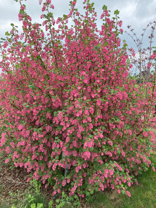 RIBES SANGUINEUM 22/row15/tunnel end