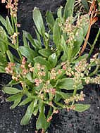 RUMEX WOODII