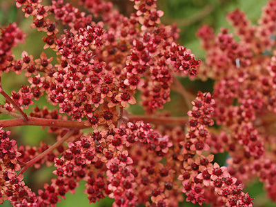RODGERSIA 'HERKULES'