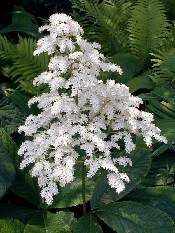 RODGERSIA PINNATA 'ELEGANS'