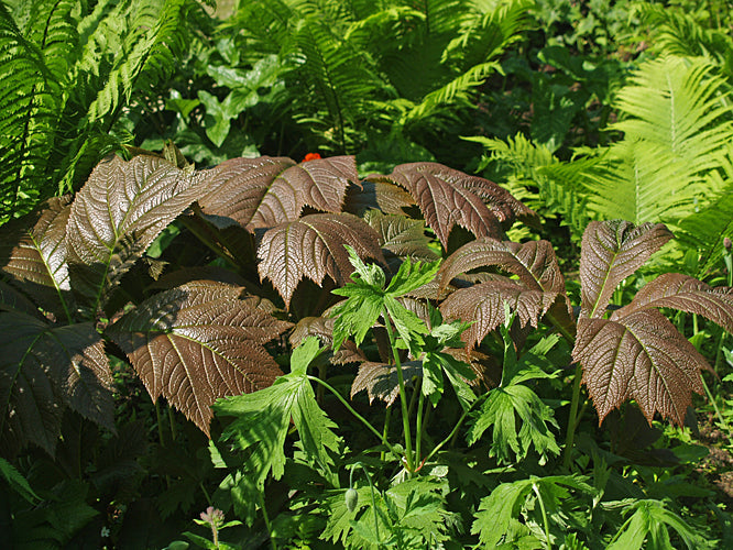 RODGERSIA PODOPHYLLA 'ROTLAUB' GROUP