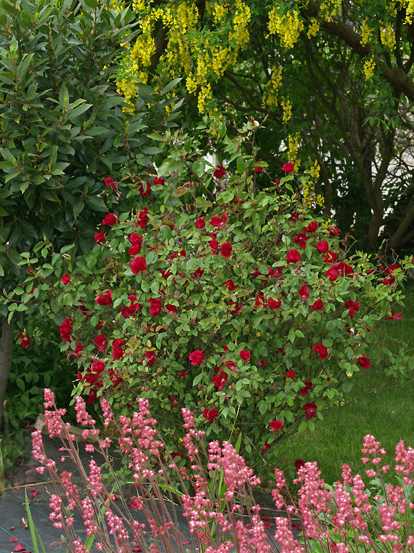 ROSA CHINENSIS 'BOB'S BEAUTY'