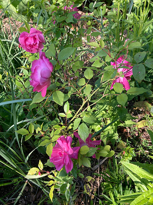 ROSA CHINENSIS 'PARSON'S PINK'