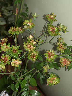 ROSA x ODORATA 'VIRIDIFLORA'
