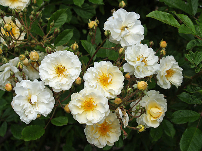 ROSA 'GOLDFINCH'