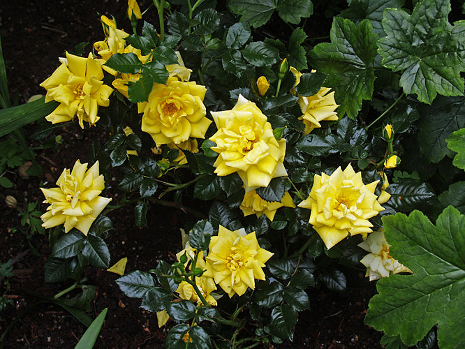 ROSA 'SHOWMEE SUNSHINE'
