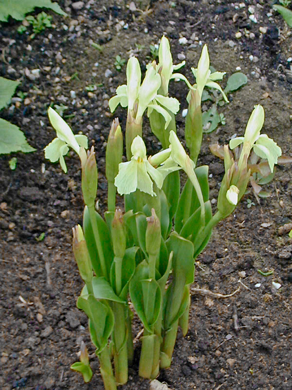 ROSCOEA CAUTLEYOIDES