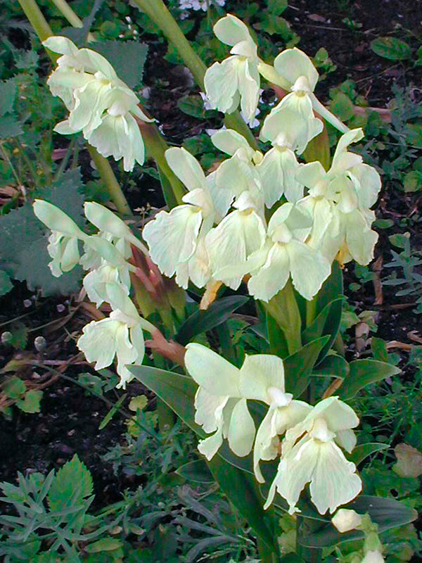 ROSCOEA CAUTLEYOIDES 'KEW BEAUTY'